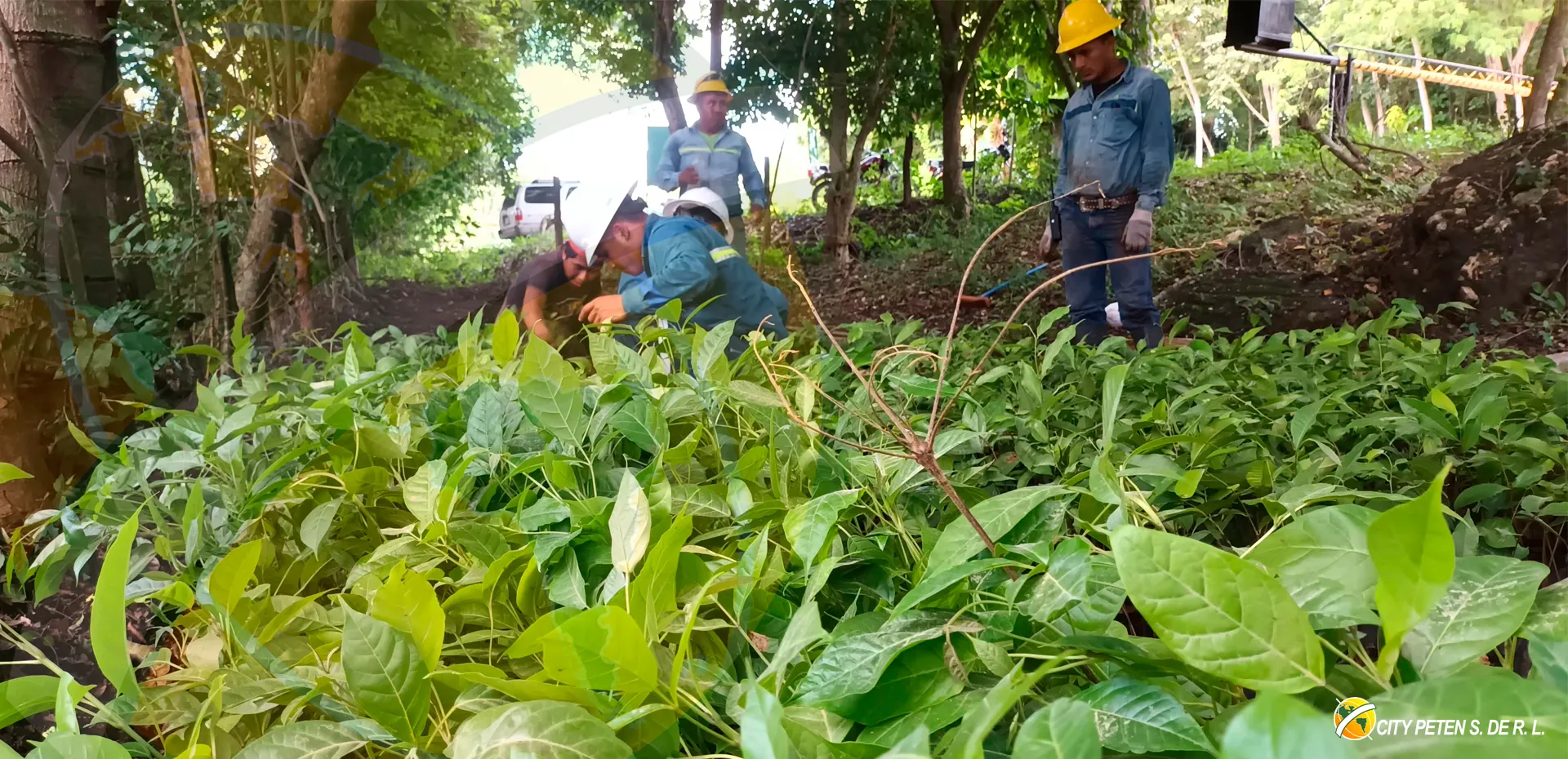 RSE Reforestación 3