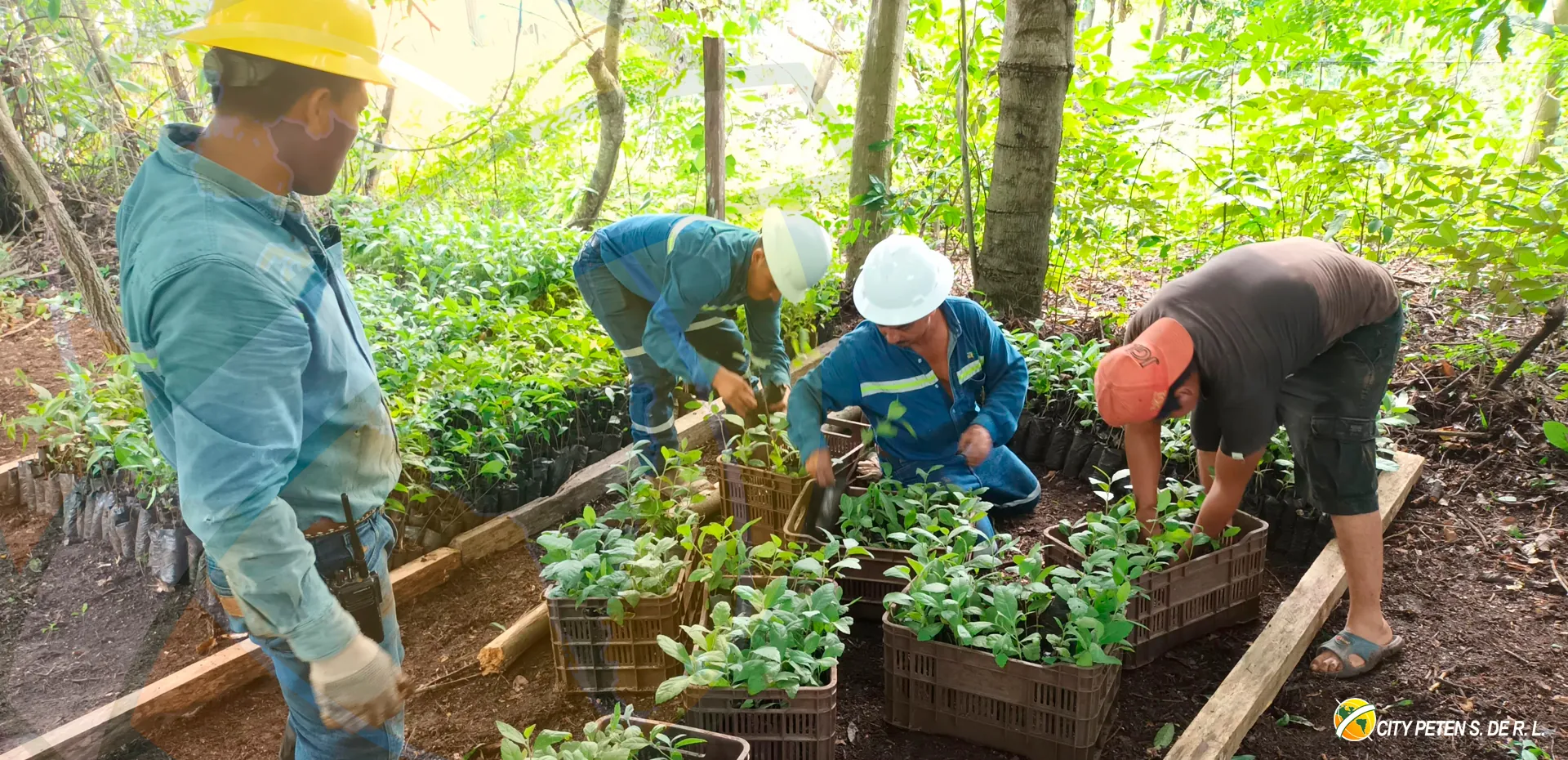 RSE Reforestación 4